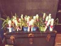 Plantes arraignes: symbole de l'ACA en Estrie!